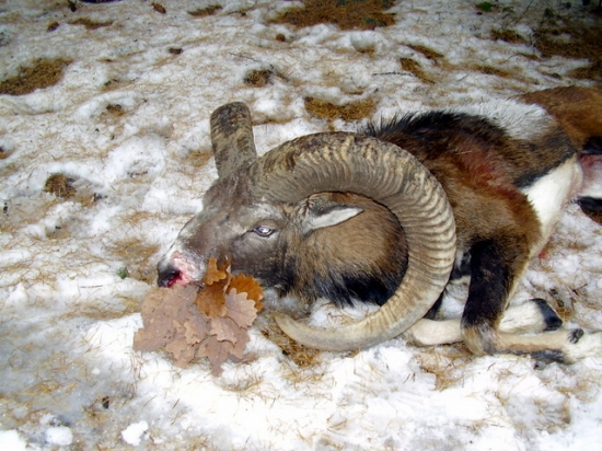 MUFLON
