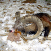 MUFLON