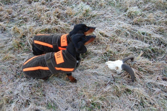 Jezevčík v brnění