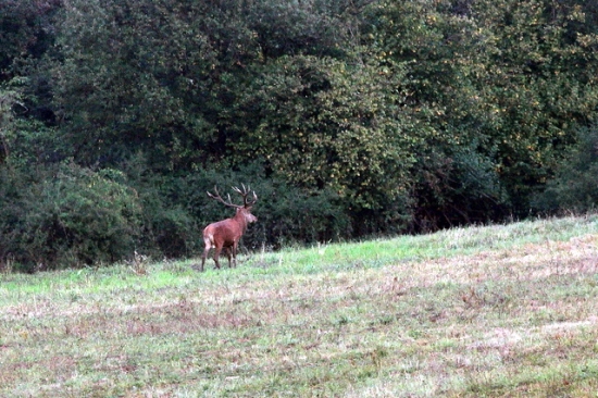 Někdy sa mi o něm sníva