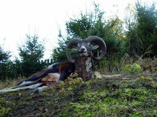 Muflon-I.věková třída