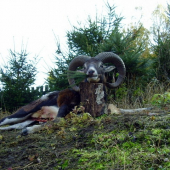 Muflon-I.věková třída