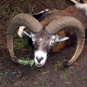 Když vyhasnou světla