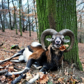 Beran