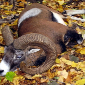 Beran