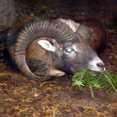 Beran