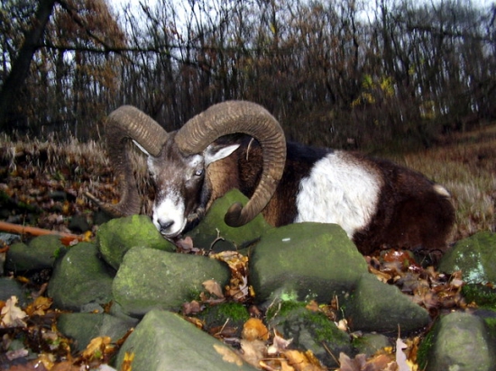 SB čarovalo do zlata