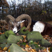 SB čarovalo do zlata