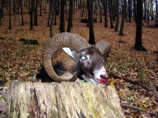 Tříletý