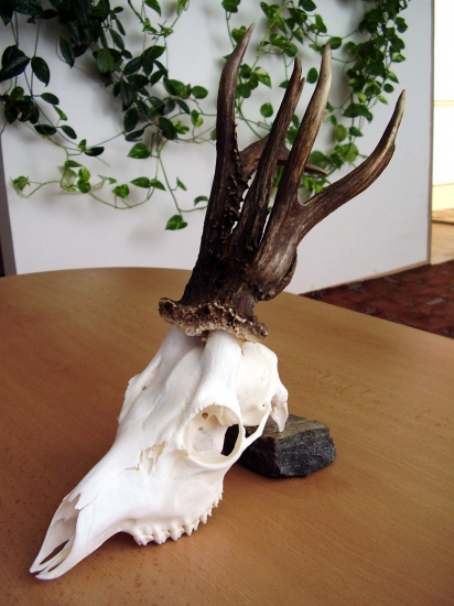 Z rodu vyjímečných