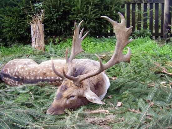 Daněk