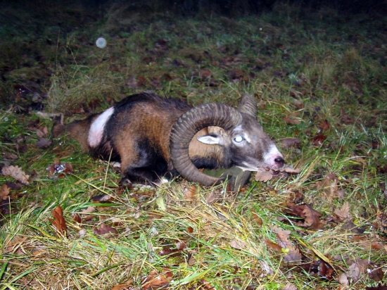 Beran