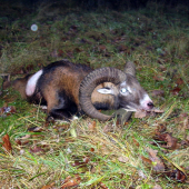 Beran
