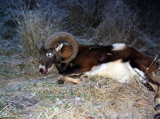 Beran