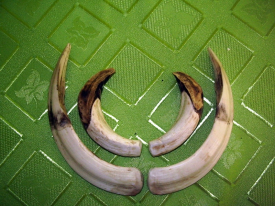 ZLATO 122CIC