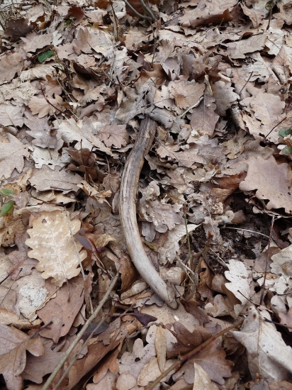 Dnes nájdený vlaňajší špicák