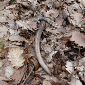 Dnes nájdený vlaňajší špicák