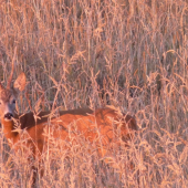 Privábený až pod posed