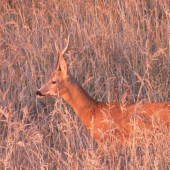 Včerajší prívábený2