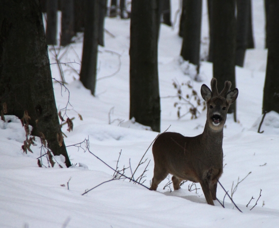 Srnček zo spoločnej