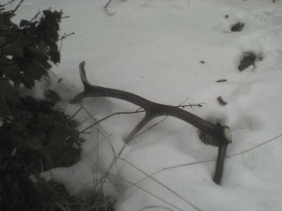 Takto ma cakal 6.3.2009, vaha 1kg