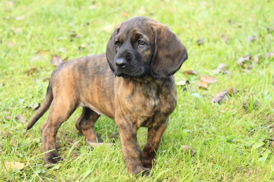 DIA pod Karikášom, nový člen rodiny