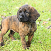 DIA pod Karikášom, nový člen rodiny