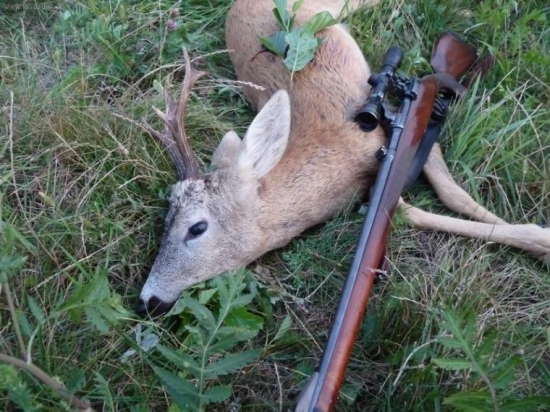 Večerný úlovok, srnec II.VT