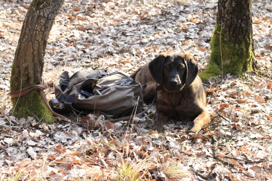 DIA pod Karikášom 6.mesiacov odloženie