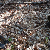 Na dnesnej pochôdzke...