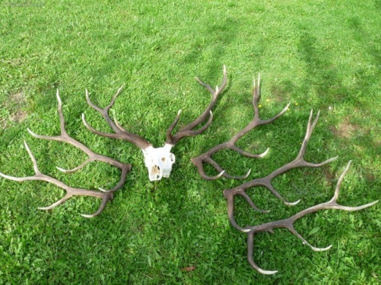 Z jelena po 3 roky,na štvrtý ulovený:vek 7rokov, 168 bodov