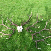 Z jelena po 3 roky,na štvrtý ulovený:vek 7rokov, 168 bodov