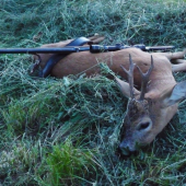 Večerný úlovok,srnec II.VT