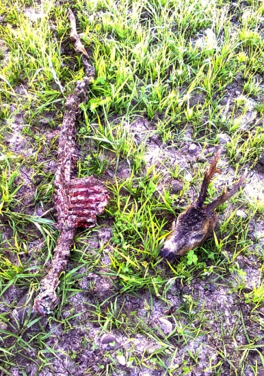 úhyn srnca,vek 3roky