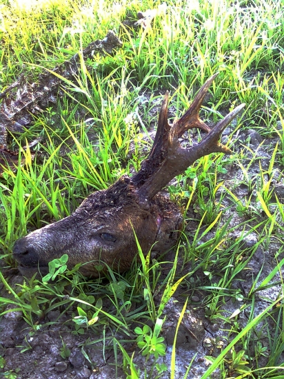 úhyn srnca,vek 3roky-foto2