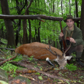 Dnešný jeleň I.VT(2 roky), nepravidelný osmorák