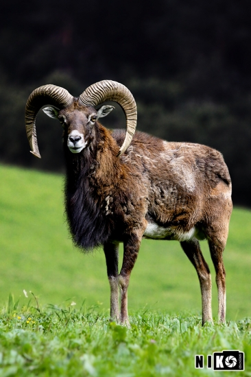 Muflón