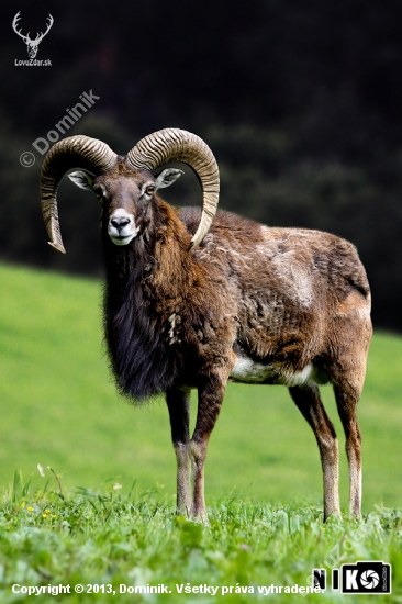 Muflón