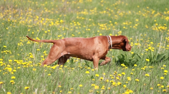 Mini vystavuje prepeličku