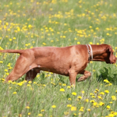 Mini vystavuje prepeličku