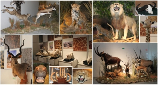 Vystava poľovníctvo a príroda