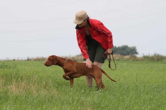 trénovanie vystavovania s Maxíkom