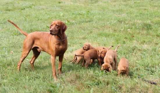 Mini a časť jeho bandy
