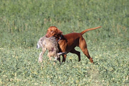 Dohľadávka srstnatej zveri