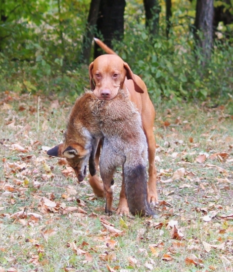 aportík líšky - Mini