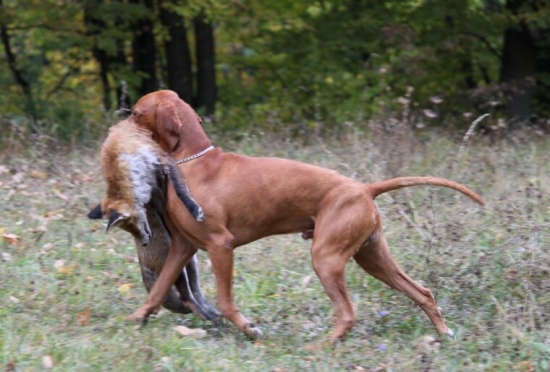 aport líšky - Mini