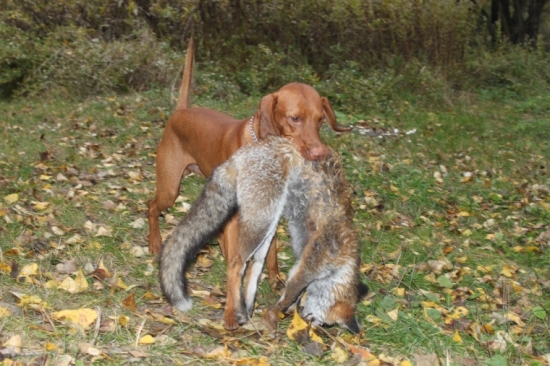 začíname s Maxíkom trénovať aport líšky