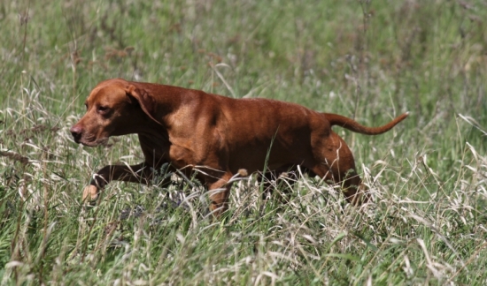 Mini postupuje za prepeličkou