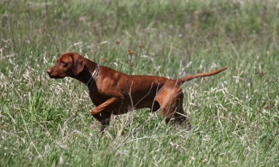 Maxík vystavuje prepeličku