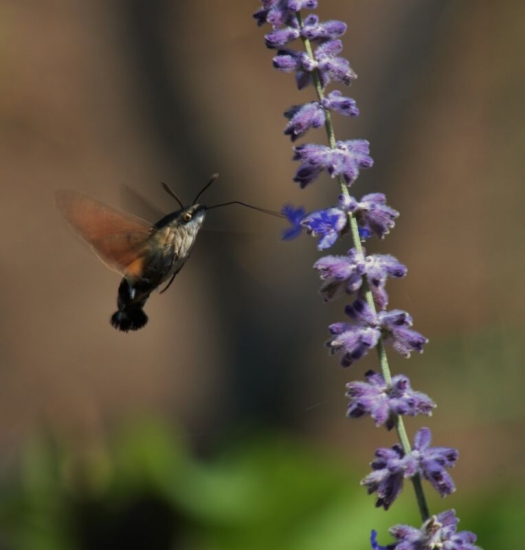 lišaj marinkový - jediný hmyzí miláčik